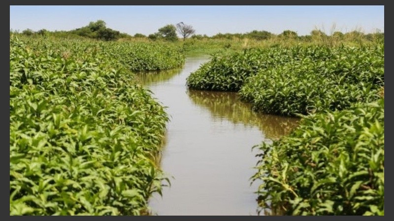 campa�a humedales  DEF