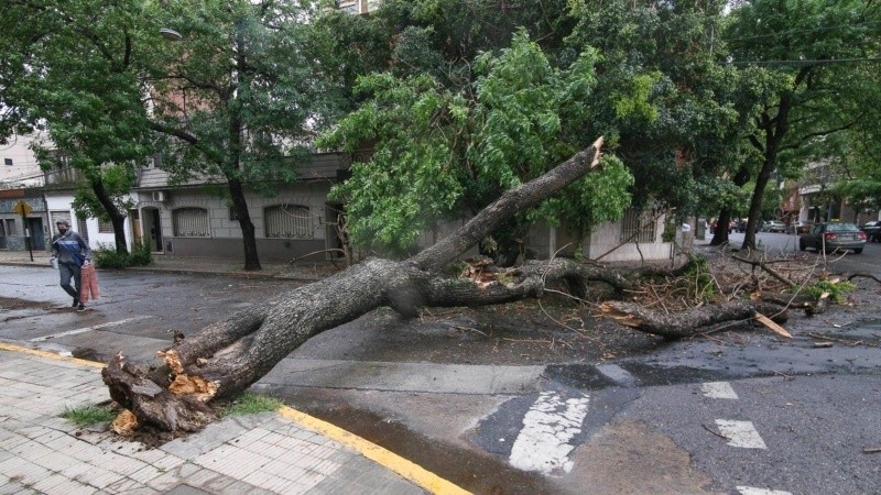 Un árbol de enormes dimensiones fue derribado en octubre pasado, en Buenos Aires y Pasco, en el marco de la tormenta de agua y viento que azotó la ciudad.