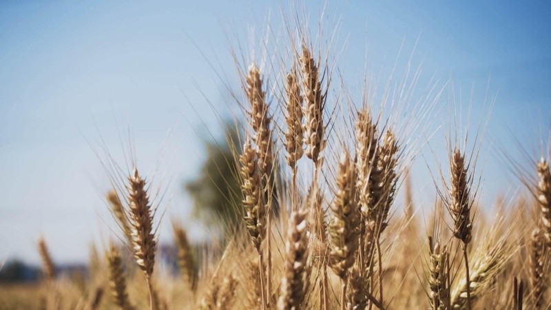 En enero se vendió un 47% más de trigo que en diciembre