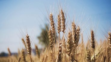 En enero se vendió un 47% más de trigo que en diciembre