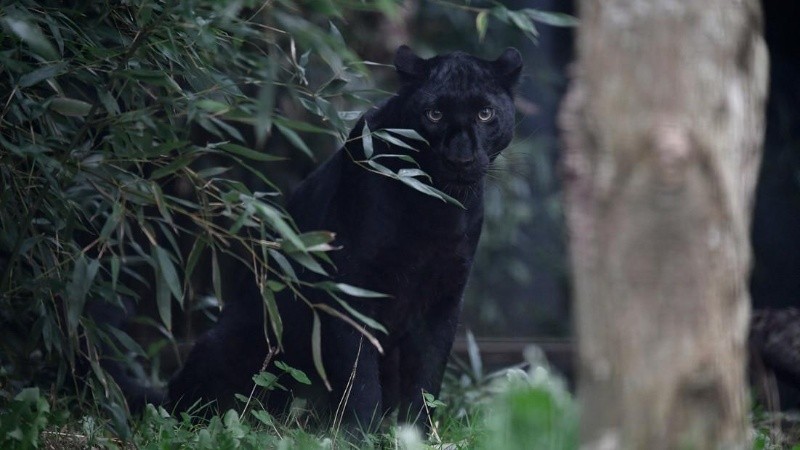 Varias imágenes difundidas en redes sociales muestran al supuesto depredador.