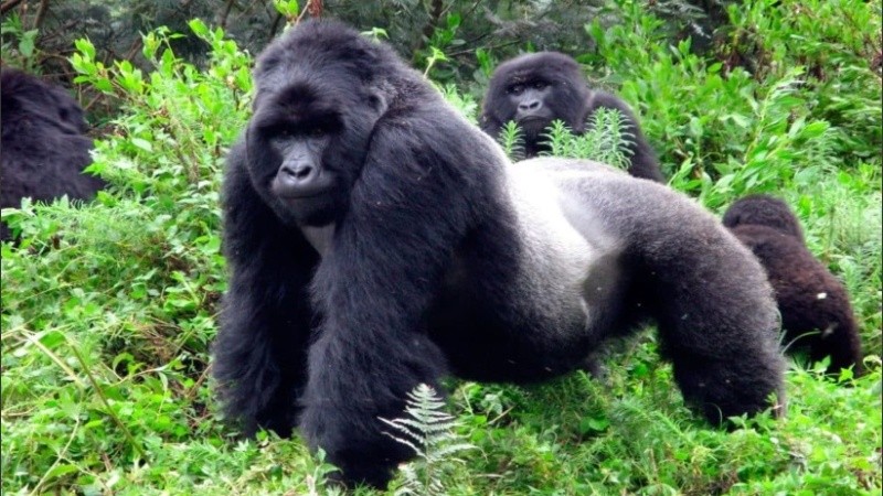 La especie está catalogada como 