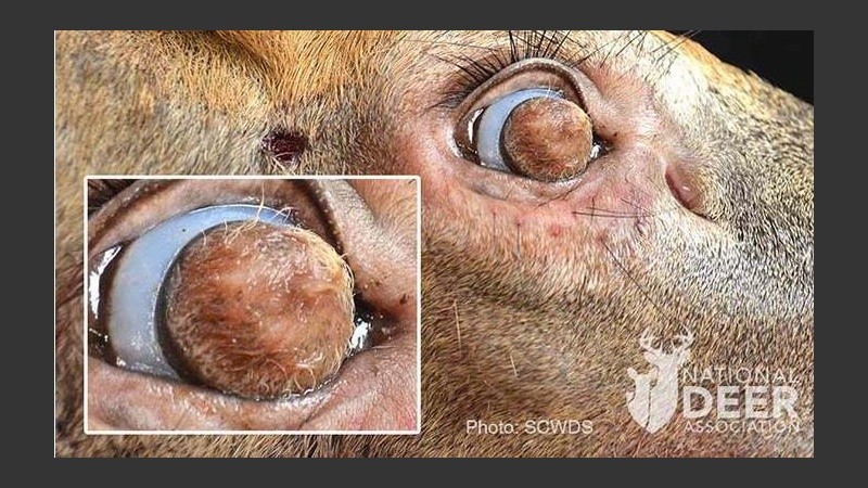 Los especialistas quedaron sorprendidos con que este animal haya podido sobrevivir.