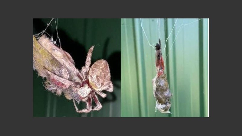 Las imágenes muestran al pájaro envuelto en una telaraña.