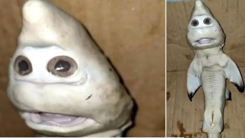 El hombre había atrapado por accidente a un tiburón en su red.