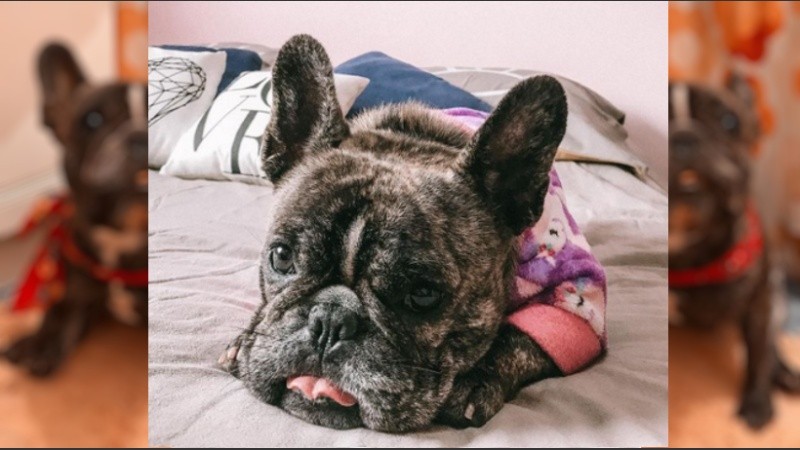 Laika está desaparecida desde el 13 de febrero. 