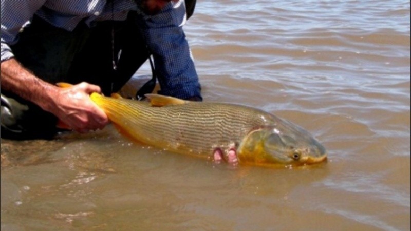 200 millones de personas en Asia, África y América del Sur dependen del pescado.