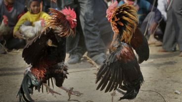 El gallo mató a su dueño mientras intentaba escapar.