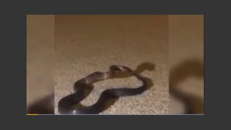 El reptil se mueve con tranquilidad para todos lados.