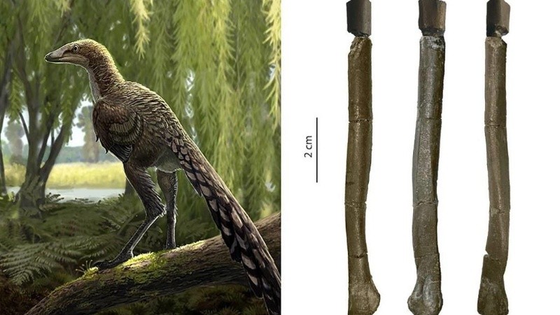 Los paleontólogos lo bautizaron como 