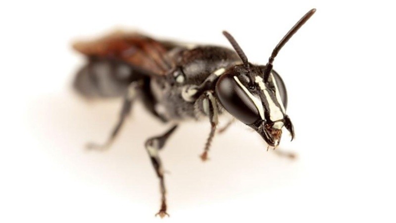 Esta especie de abeja había sido vista por última vez en 1923.