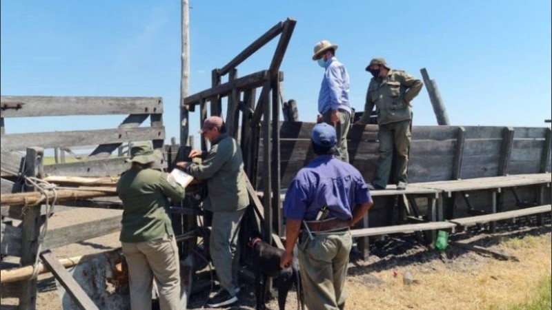 El operativo realizado por el delito de abigeato en el norte provincial. 