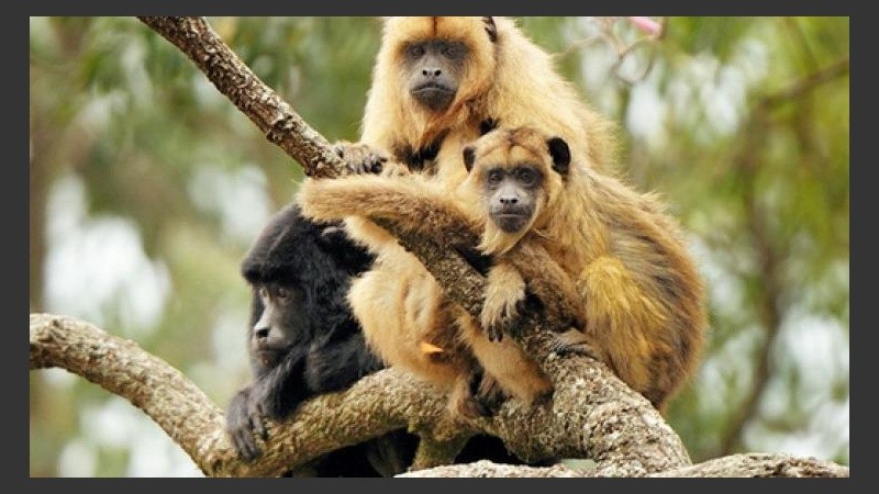 Por año en Brasil mueren 30 mil personas por la fiebre amarilla.