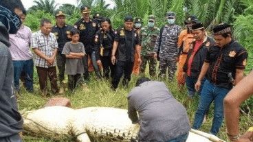 El animal fue encontrado y le abrieron el estómago para poder extraer el cuerpo del niño.