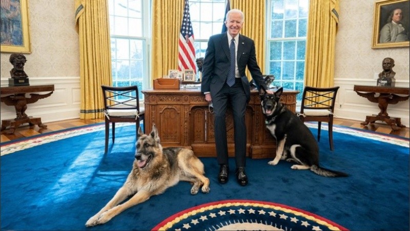 Ambos perros se mudaron a la Casa Blanca cuatro días después de la victoria de Biden en las elecciones presidenciales.    