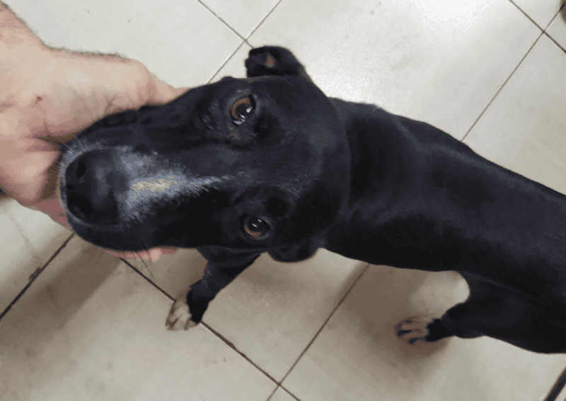 El tierno video de un perro fue solo a una veterinaria para que lo atiendan: "Entró y nos mostró su patita" | Rosario3