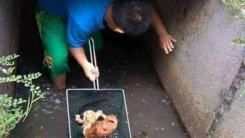“Gracias, esos son los niños que velarán por el bienestar de los animales” comentó una usuaria.