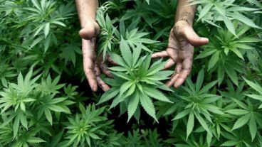 México podría convertirse en el mercado de marihuana más grande del mundo.