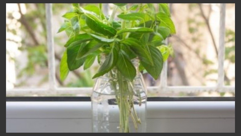 Distintos tipos de plantas son aptas para subsistir tanto en tierra como en agua