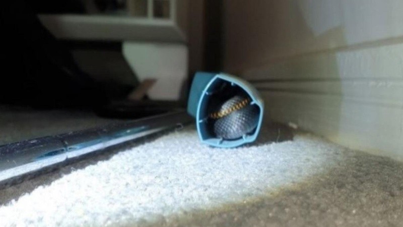 El ejemplar encontrado era una serpiente negra de vientre rojo y es venenosa. 