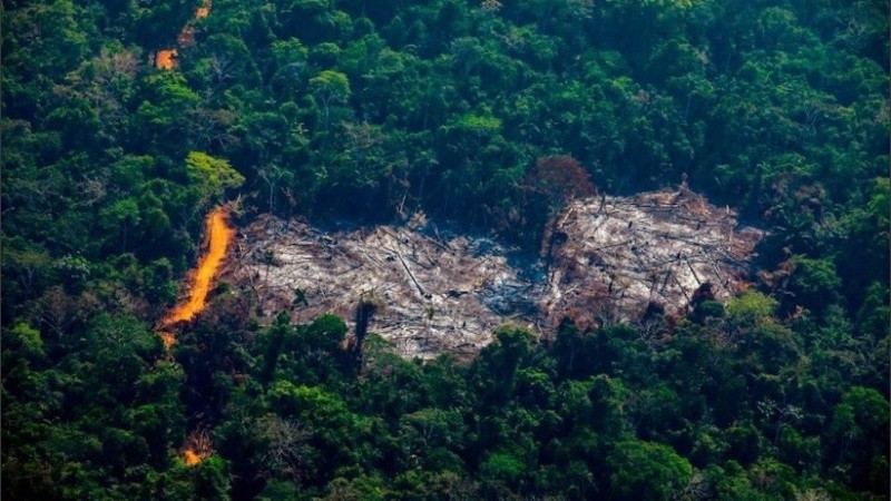 Científicos advirtieron que la Amazonia está calentando la atmósfera en lugar de enfriarla.