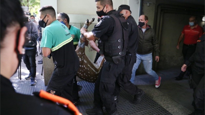 El animal fue trasladado a una granja de Santa Fe.