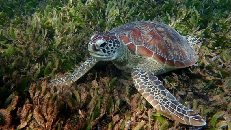 Unas cincuenta familias se intoxican cada año en las zonas costeras de Madagascar por comer la carne de tortugas marinas. 