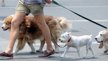 La presentación de la vacuna está programada para el 20 de abril.