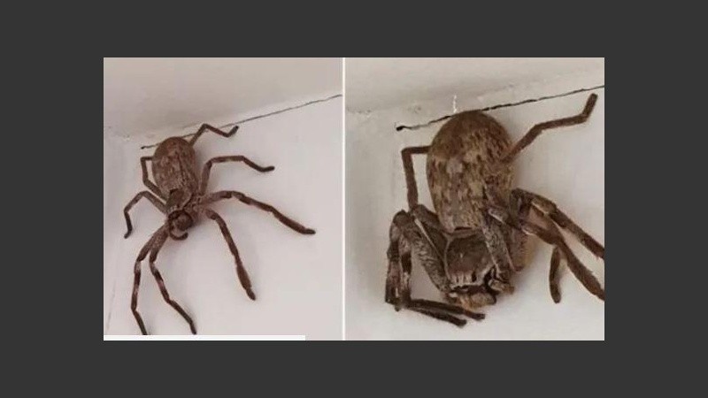 Este tipo de araña puede llegar a medir hasta 30 centímetros de largo.