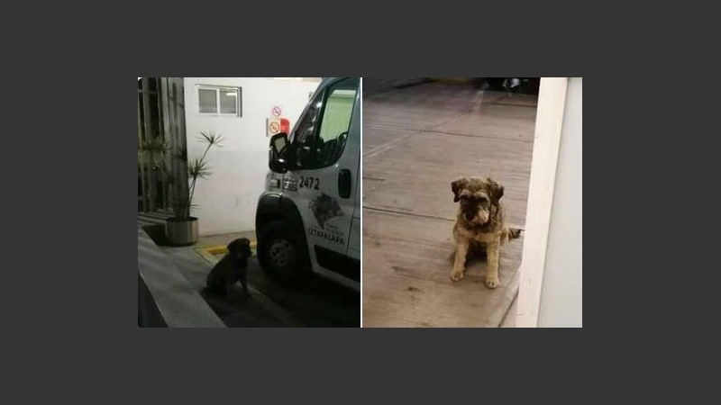El fiel animal se quedó en la puerta esperando a su amigo humano.