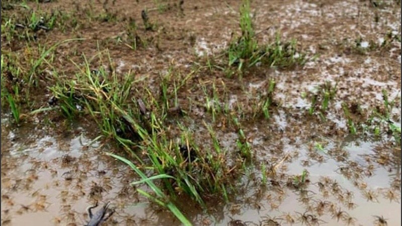 “Lo último que quieres hacer es sacar el insecticida”, comentó una mujer.
