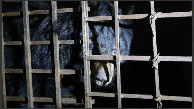 Los dos animales fueron transportados al santuario en Ninh Binh.
