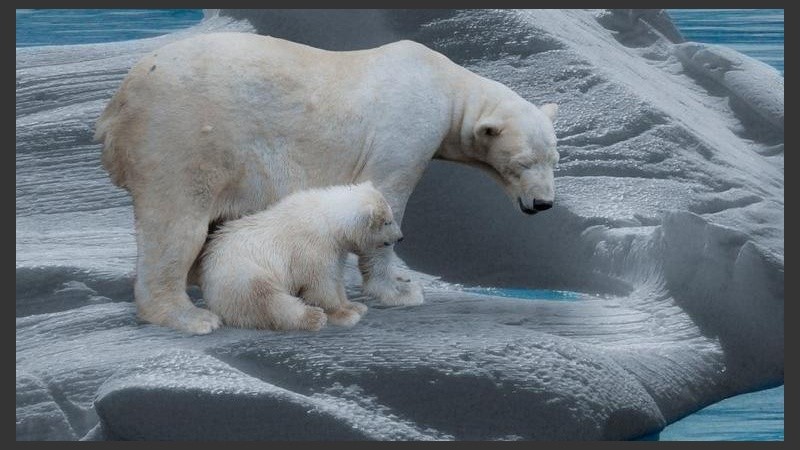 La Unión Internacional para la Conservación de la Naturaleza (UICN) considera que el número de osos polares se reducirá un 30% en menos de 30 años.