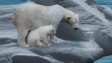 La Unión Internacional para la Conservación de la Naturaleza (UICN) considera que el número de osos polares se reducirá un 30% en menos de 30 años.