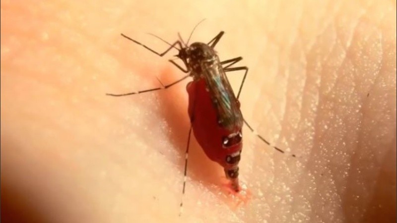 El video muestra que el mosquito nunca se da cuenta que está lleno.