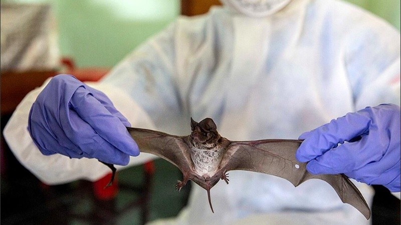 Los expertos se inclinan por la teoría de que el virus se transmitió de un primer animal.