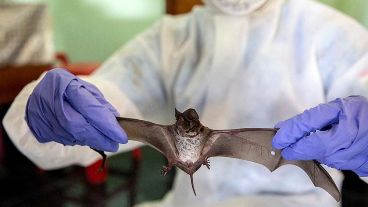 Los expertos se inclinan por la teoría de que el virus se transmitió de un primer animal.