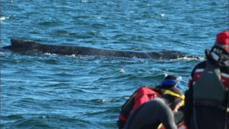 La ballena fue liberada luego de 4 días.