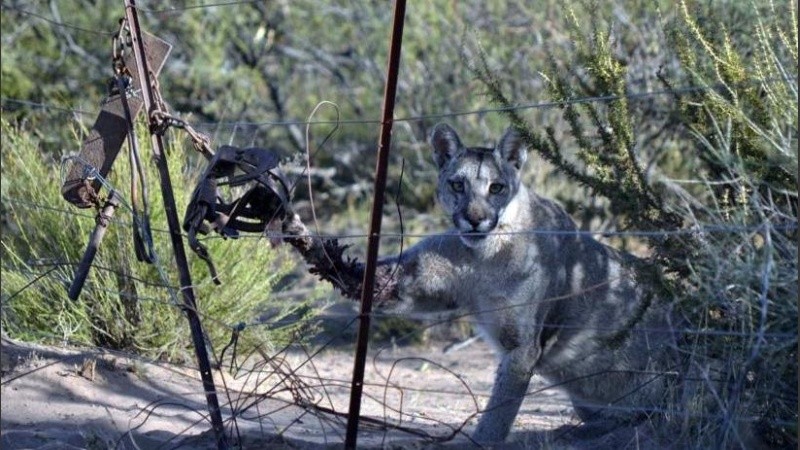 Cuando la encontraron, estaba agotada. Hacía horas que saltaba de un lado al otro, intentando escapar.
