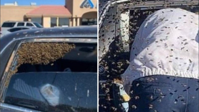 Se estima que el enjambre estaba compuesto por 15.000 ejemplares.