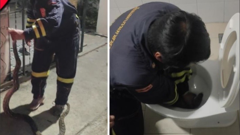 En el video se ve la serpiente de gran tamaño.