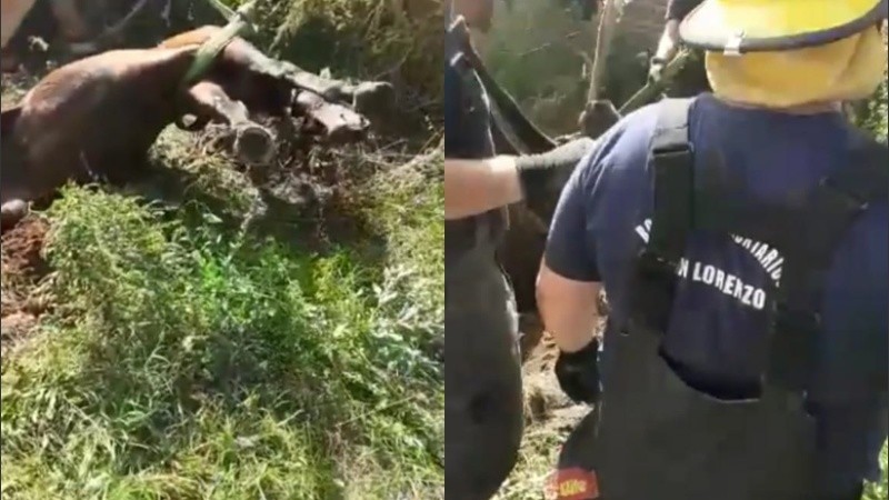 Luego del rescate lo recostaron, lo hidrataron y quedó a cargo de su dueño.