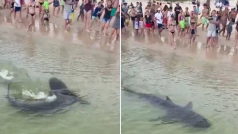 El animal fue ayudado para regresar al mar.