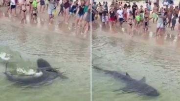 El animal fue ayudado para regresar al mar.