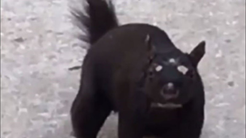 Algunos bromearon que podría ser un Pokémon.