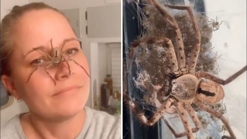 Lisa llamó a esta enorme araña con el nombre de Sophia.