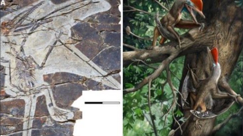 La especie habitaba la Tierra hace 160 millones de años.