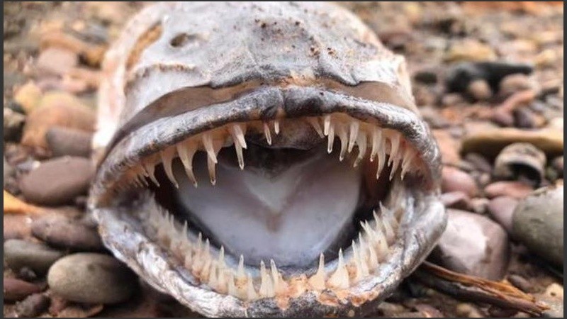 La mujer publicó las imágenes del cráneo en el grupo de Facebook.