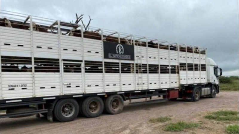 Parte del ganado secuestrado en 