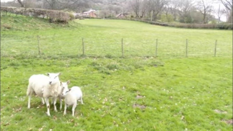 El aparato se encontraba demasiado cerca de los animales.